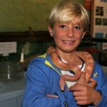 Live animals