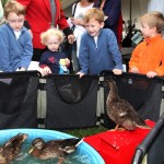 Peabody Ducks2