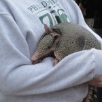 armadillo