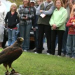 birds of prey