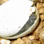 hatchling