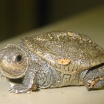 hatchling2