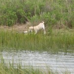 retriever