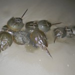 Spawning horseshoe crabs on a Delaware Bay beach Spawning horseshoe crabs on a Delaware Bay beach