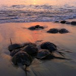 Horseshoe Crab Adults