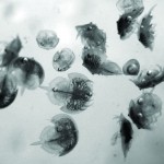 Horseshoe Crab Hatchlings