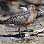 800px-Red_knot_Delaware