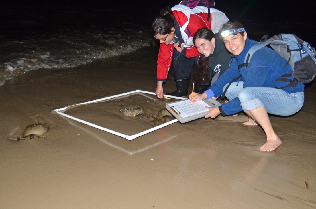 Horseshoe Crab spawning survey on Delaware Bay beaches
