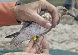 Red knot with geolocator