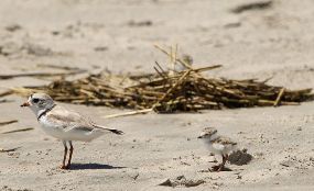 A piping plover parent and chick.