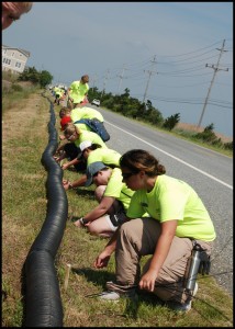 Student researchers and volunteers install a new terrapin barrier fence design, corrugated tube (invented by Institute Research Committee member, Dr. John Cuthbert)