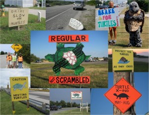 Brake for turtles signs
