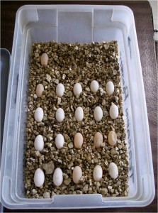 Potentially viable terrapin eggs in incubation container