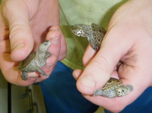 Diamondback terrapin hatchlings