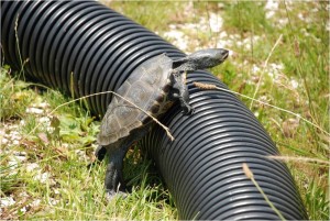 Picture 6 - Adult female terrapin attempting to scale corrugated tube