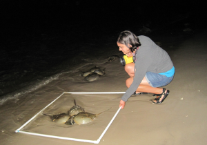 Counting spawning horseshoe crabs using protocols adopted for the baywide census
