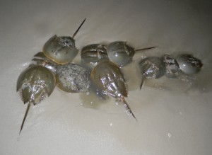 Spawning horseshoe crabs on a Delaware Bay beach