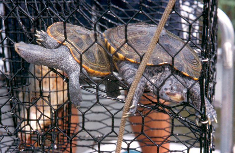 Terrapins caught in ghost trap