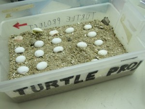 Terrapin-egg-incubation