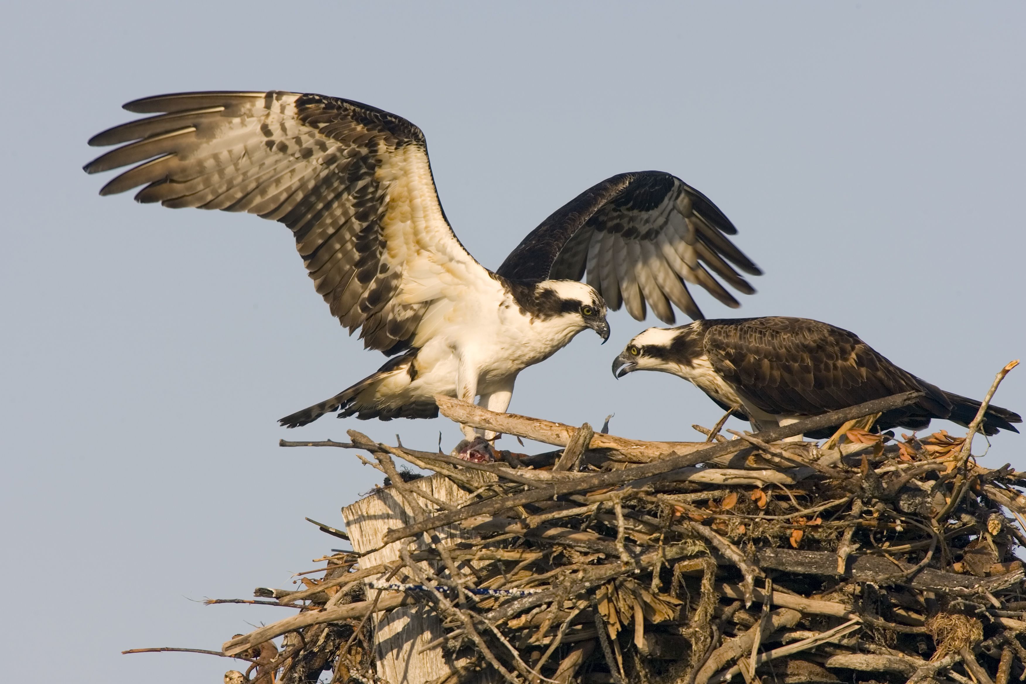 osprey nest removal