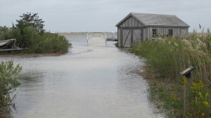 The end of our Salt Marsh Trail was flooded at the highest of the morning tide.