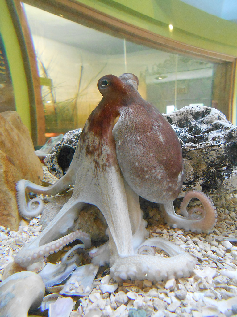 Ollie the Instititute's Octopus - The Wetlands Institute