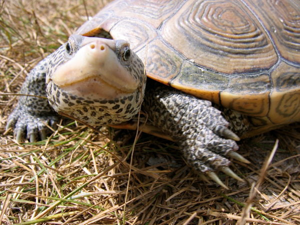 Great News for Terrapins! - The Wetlands Institute