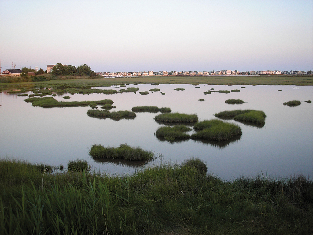 Wetlands are incredibly important and biologically diverse