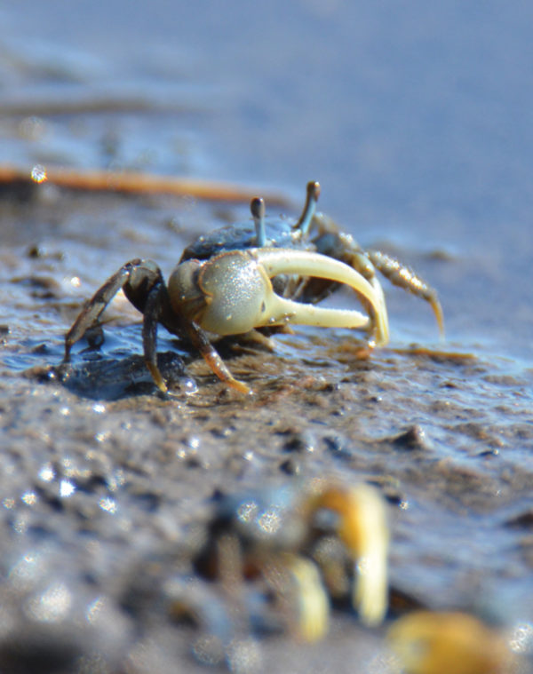 Fascinating Fiddler Crabs The Wetlands Institute