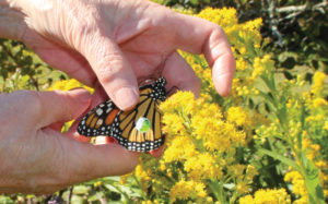 Monarch Ambassador releasing a tagged butterfly in the Institute’s gardens