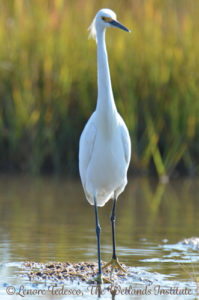 Snowy Egret at The Wetlands Institute