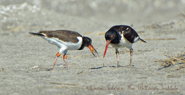 Banded American Oystercatcher adult and chick
