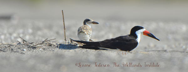 Black Skimmer adult and chick